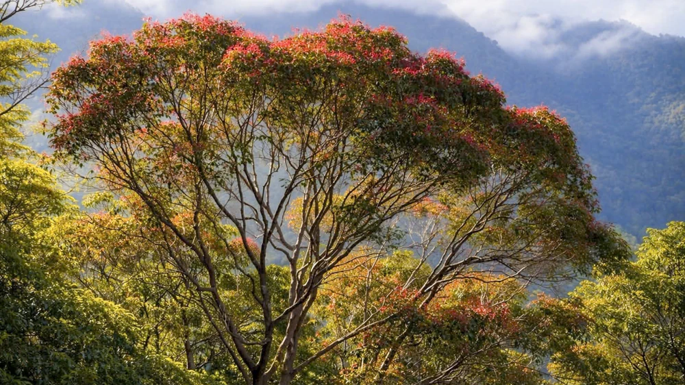 sac-xuan-me-hoac-long-nguoi-tren-dinh-bach-ma (12).jpg