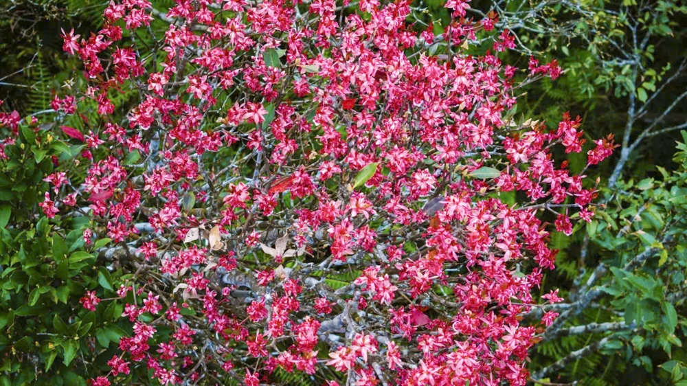 sac-xuan-me-hoac-long-nguoi-tren-dinh-bach-ma (14).jpg