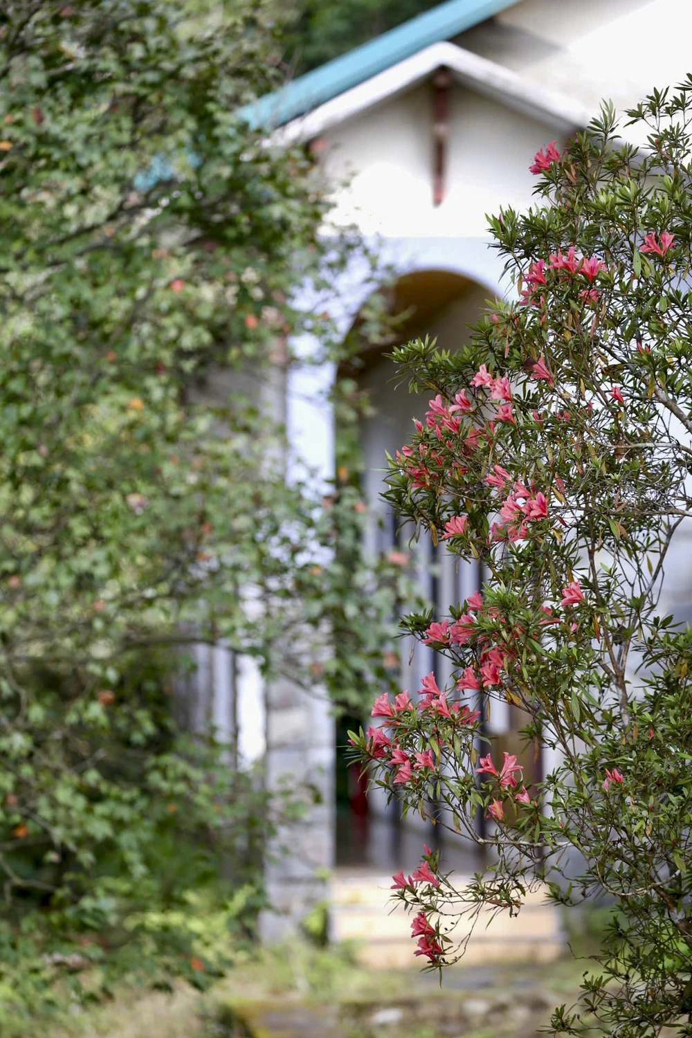 sac-xuan-me-hoac-long-nguoi-tren-dinh-bach-ma (15).jpg