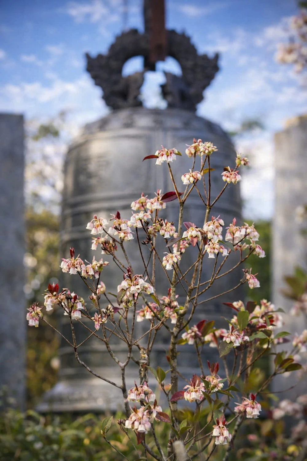 sac-xuan-me-hoac-long-nguoi-tren-dinh-bach-ma (16).jpg