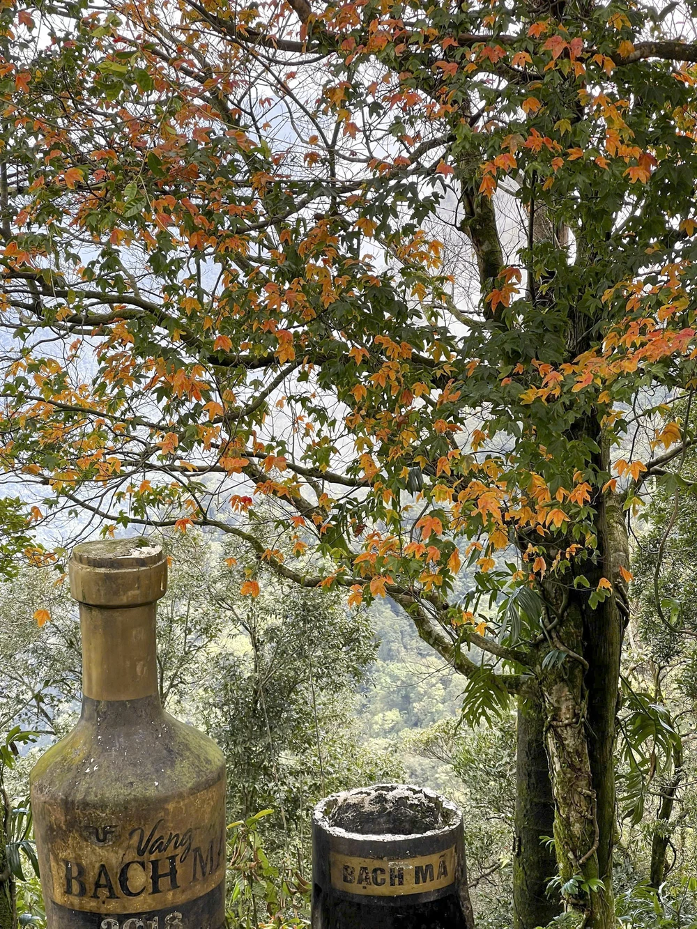 sac-xuan-me-hoac-long-nguoi-tren-dinh-bach-ma (2).jpg