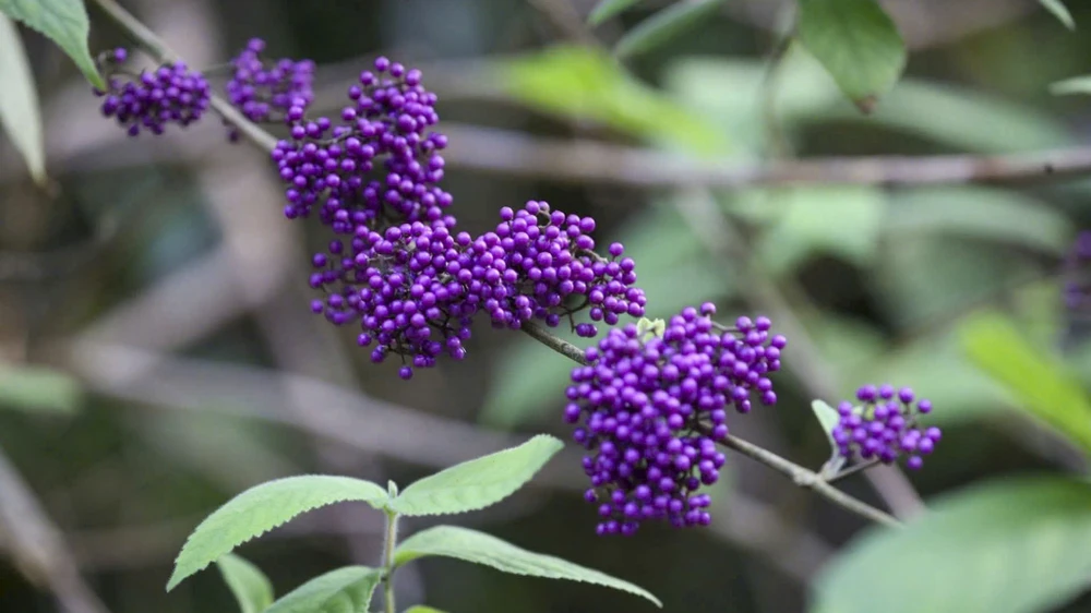 sac-xuan-me-hoac-long-nguoi-tren-dinh-bach-ma (5).jpg