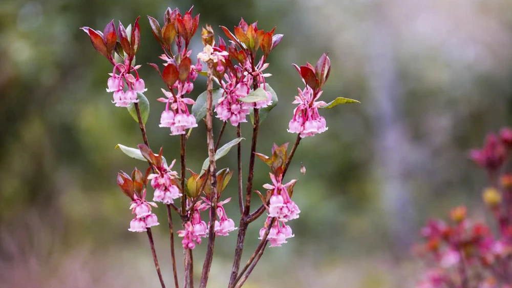 sac-xuan-me-hoac-long-nguoi-tren-dinh-bach-ma (6).jpg