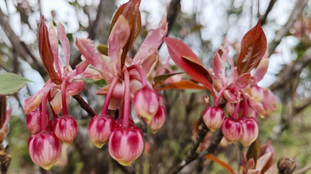 sac-xuan-me-hoac-long-nguoi-tren-dinh-bach-ma (9).jpg