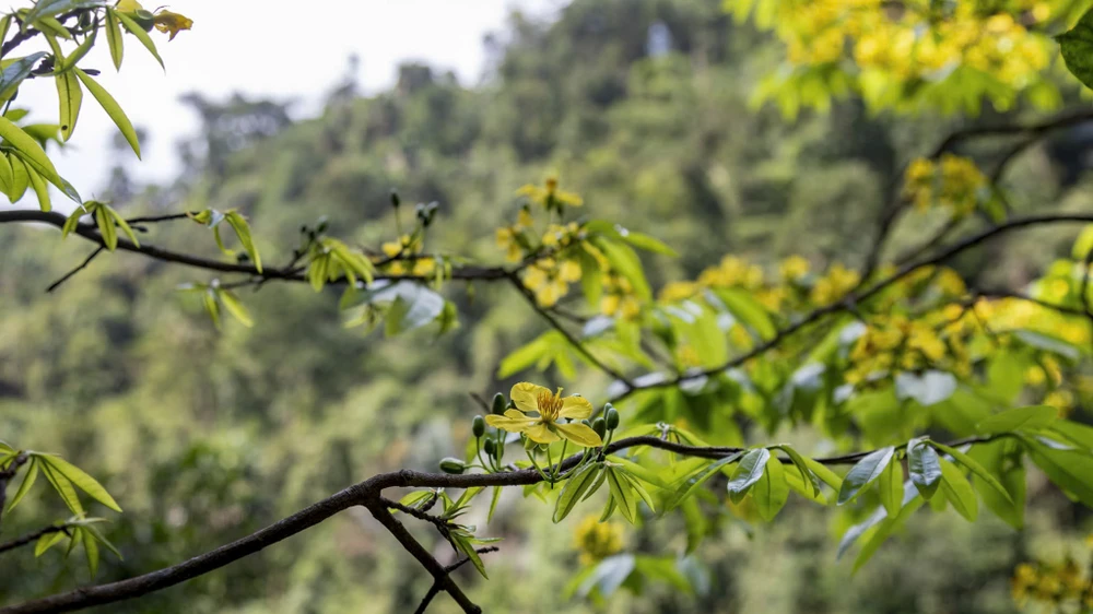 ngam-rung-mai-vang-co-thu-hang-tram-nam-tuoi-giua-rung-gia-dakrong (10).jpg