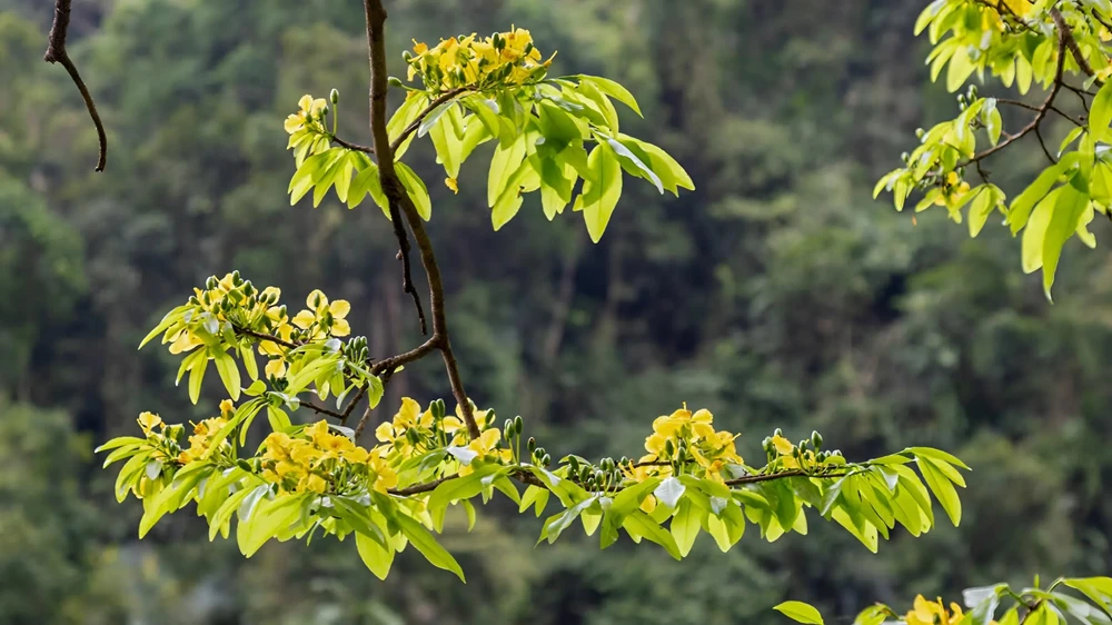ngam-rung-mai-vang-co-thu-hang-tram-nam-tuoi-giua-rung-gia-dakrong (11).jpeg