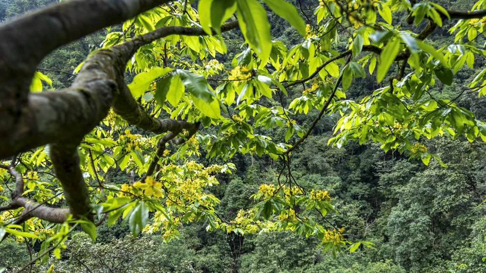 ngam-rung-mai-vang-co-thu-hang-tram-nam-tuoi-giua-rung-gia-dakrong (11).jpg