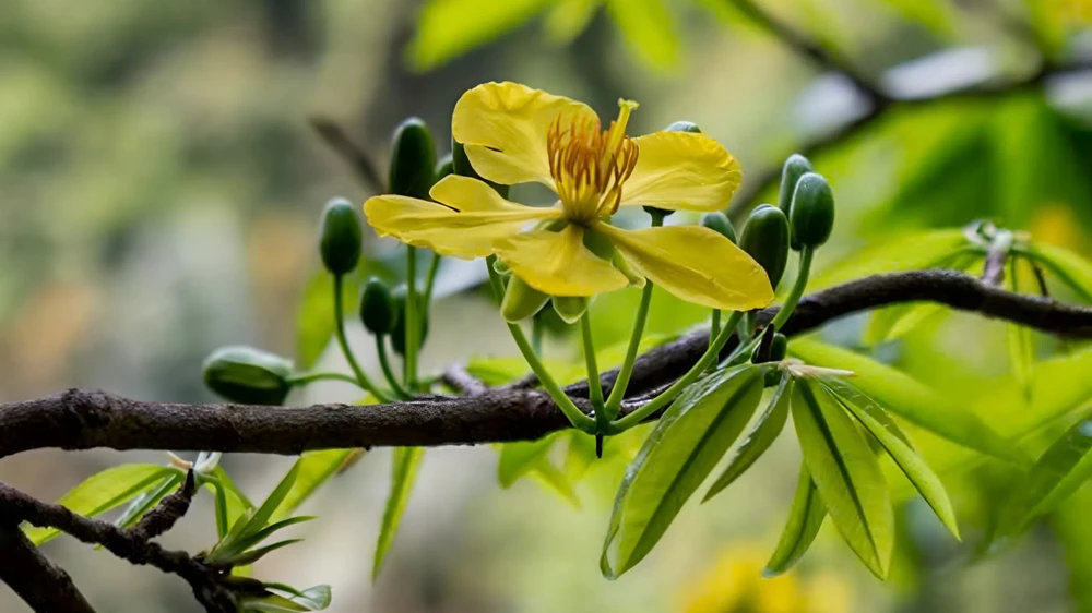 ngam-rung-mai-vang-co-thu-hang-tram-nam-tuoi-giua-rung-gia-dakrong (12).jpeg