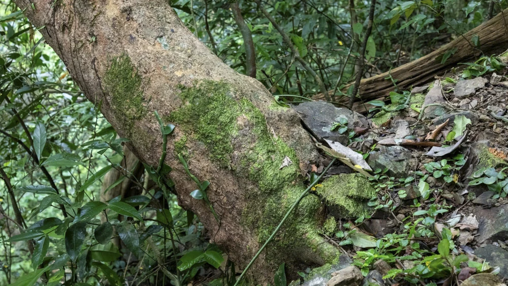 ngam-rung-mai-vang-co-thu-hang-tram-nam-tuoi-giua-rung-gia-dakrong (12).jpg