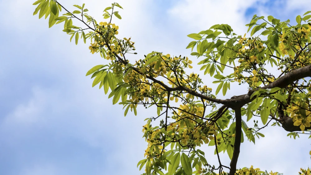 ngam-rung-mai-vang-co-thu-hang-tram-nam-tuoi-giua-rung-gia-dakrong (13).jpg