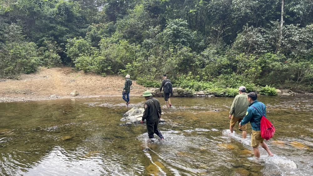 ngam-rung-mai-vang-co-thu-hang-tram-nam-tuoi-giua-rung-gia-dakrong (14).jpg