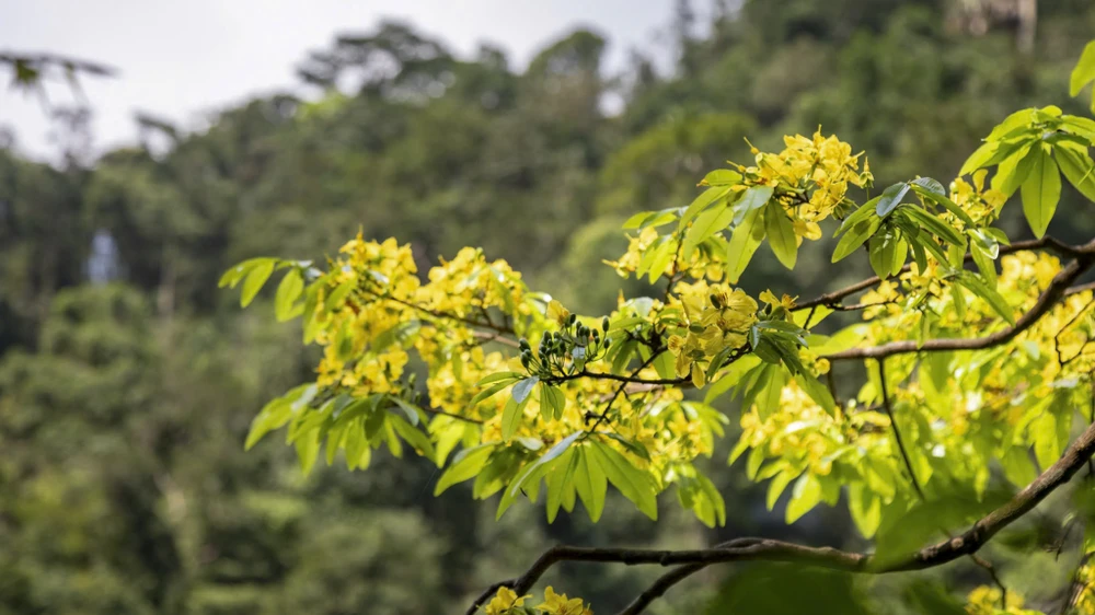 ngam-rung-mai-vang-co-thu-hang-tram-nam-tuoi-giua-rung-gia-dakrong (16).jpg