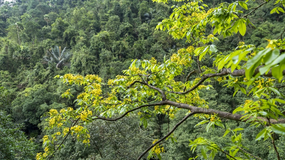 ngam-rung-mai-vang-co-thu-hang-tram-nam-tuoi-giua-rung-gia-dakrong (17).jpg