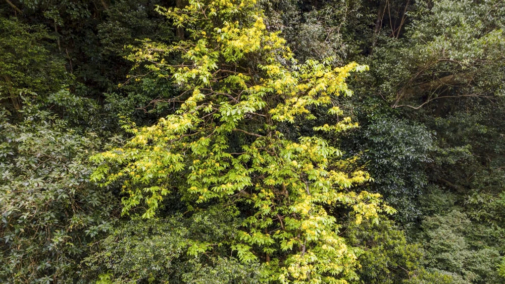 ngam-rung-mai-vang-co-thu-hang-tram-nam-tuoi-giua-rung-gia-dakrong (18).jpg