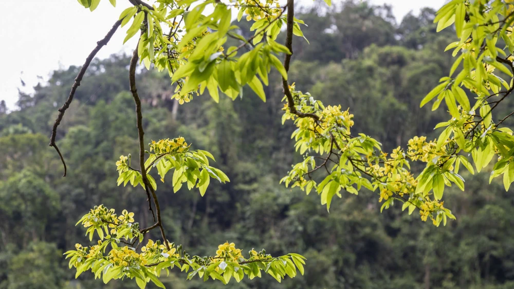 ngam-rung-mai-vang-co-thu-hang-tram-nam-tuoi-giua-rung-gia-dakrong (19).jpg
