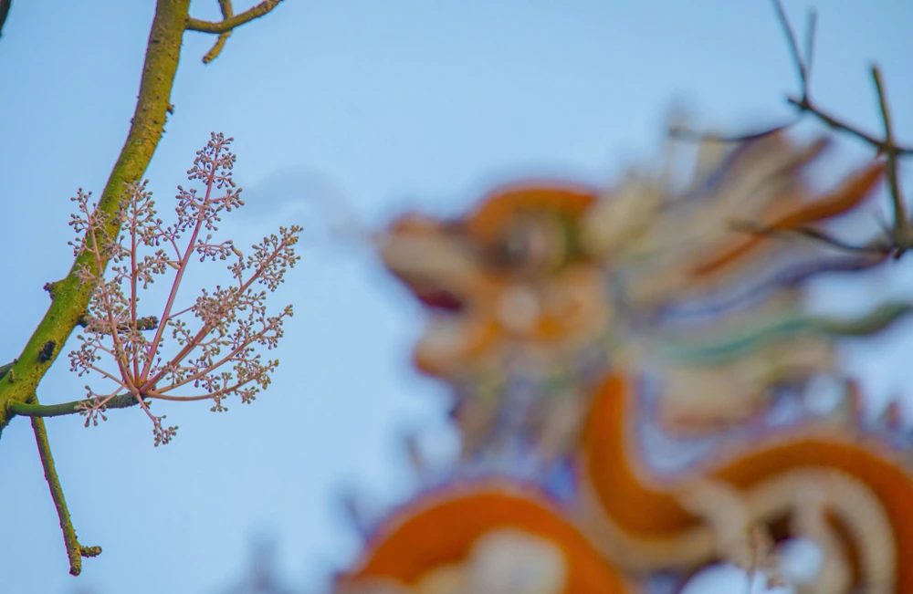 hoa-ngo-dong-chom-no-diem-xuyet-net-tho-mong-cho-dai-noi-hue (10).jpg