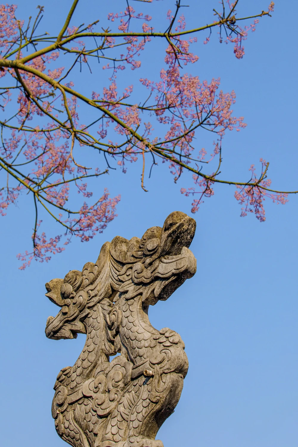 hoa-ngo-dong-chom-no-diem-xuyet-net-tho-mong-cho-dai-noi-hue (12).jpg