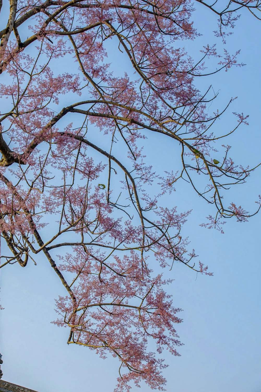 hoa-ngo-dong-chom-no-diem-xuyet-net-tho-mong-cho-dai-noi-hue (14).jpg