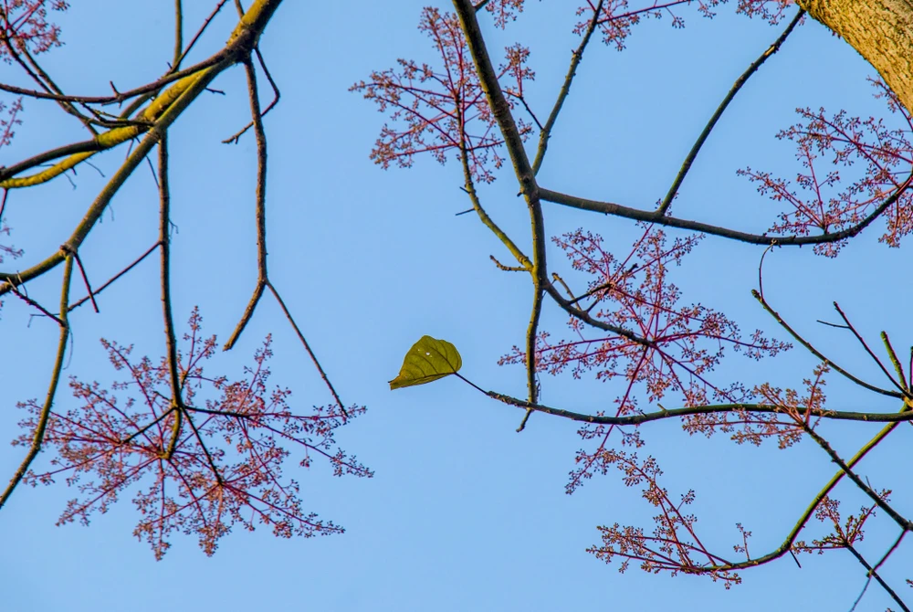 hoa-ngo-dong-chom-no-diem-xuyet-net-tho-mong-cho-dai-noi-hue (15).jpg