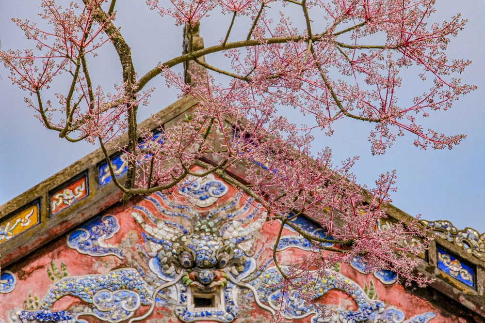 hoa-ngo-dong-chom-no-diem-xuyet-net-tho-mong-cho-dai-noi-hue (19).jpg