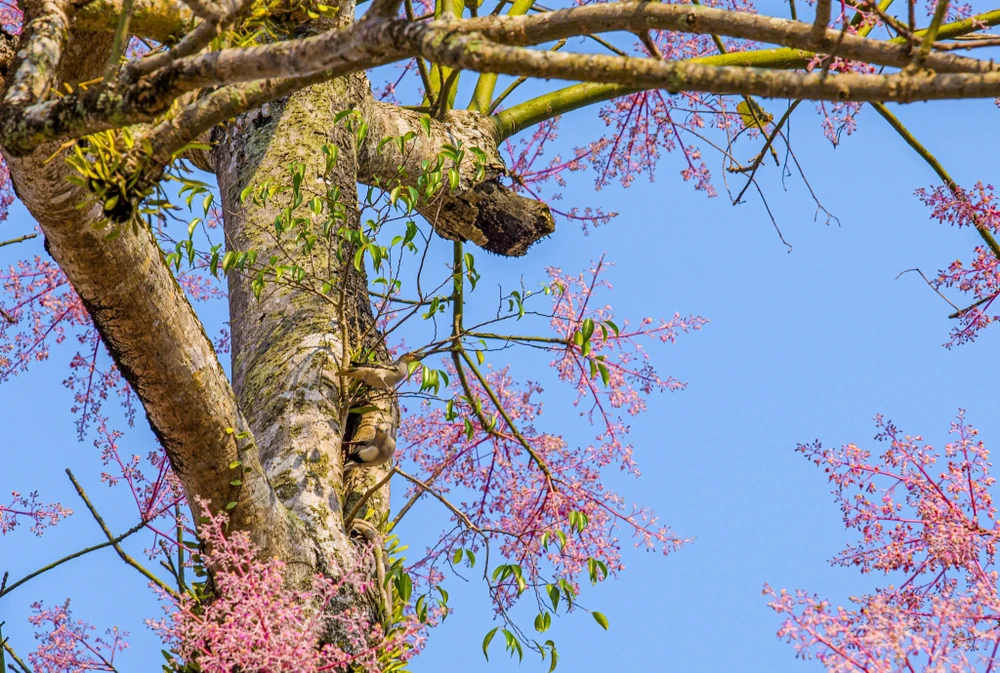 hoa-ngo-dong-chom-no-diem-xuyet-net-tho-mong-cho-dai-noi-hue (2).jpg