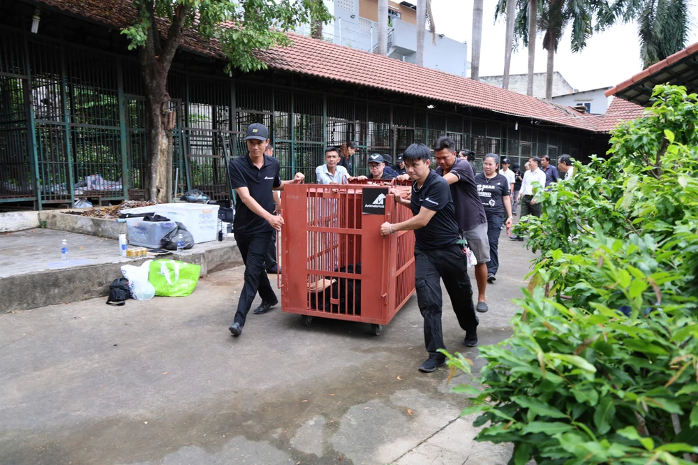 chum-anh-cuu-ho-4-ca-the-gau-tu-tp-ho-chi-minh-dua-ve-bach-ma (2).jpg