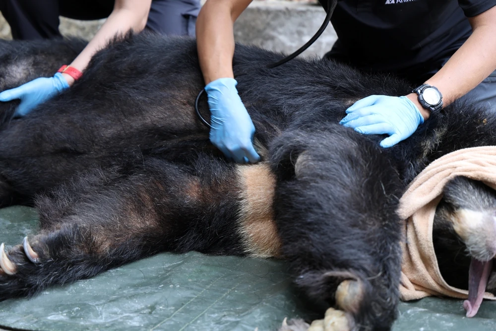 chum-anh-cuu-ho-4-ca-the-gau-tu-tp-ho-chi-minh-dua-ve-bach-ma (5).JPG