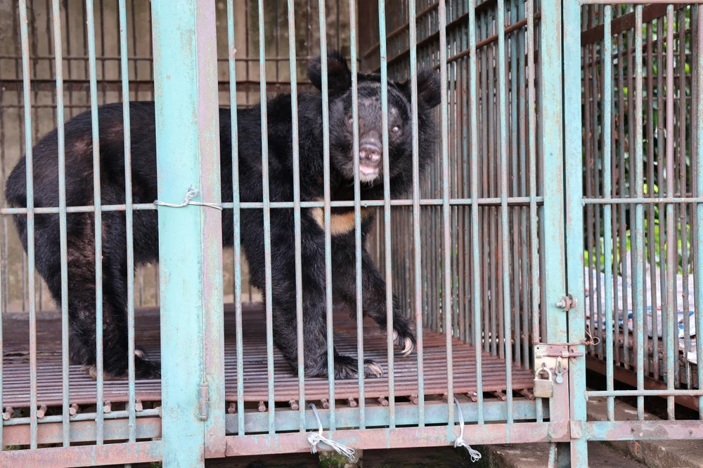 chum-anh-cuu-ho-4-ca-the-gau-tu-tp-ho-chi-minh-dua-ve-bach-ma (6).JPG