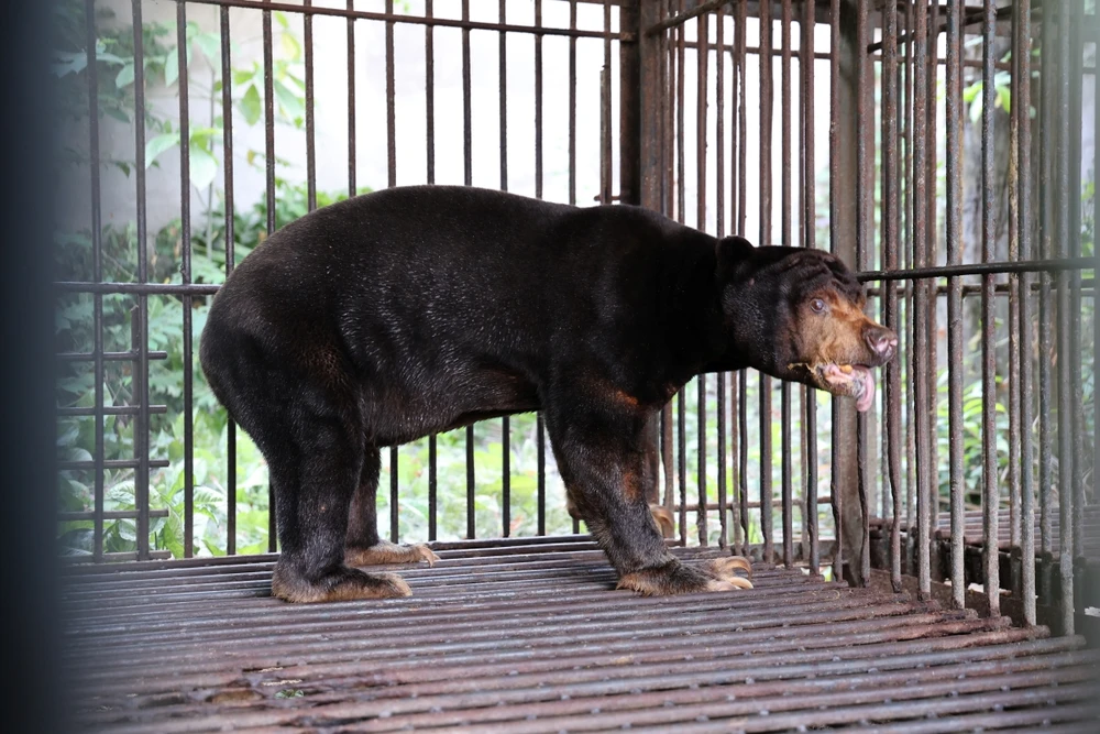 chum-anh-cuu-ho-4-ca-the-gau-tu-tp-ho-chi-minh-dua-ve-bach-ma (9).JPG