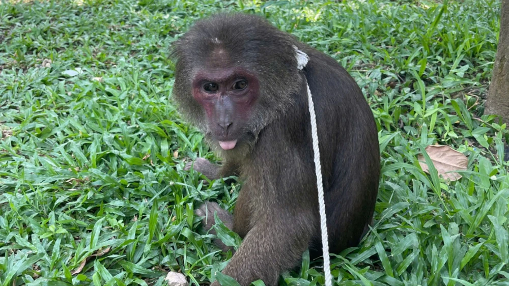 bat-ngo-phat-hien-khi-mat-do-quy-hiem-di-lac-vao-chua-o-hue (2).jpg