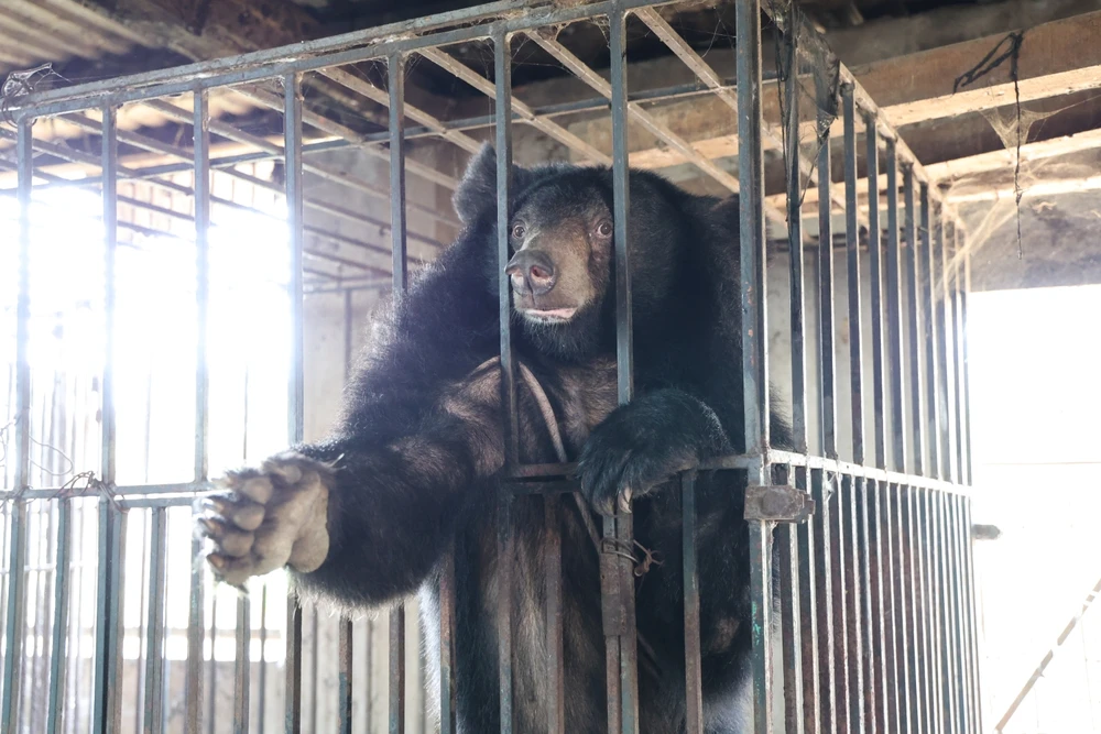 cuu-ho-thanh-cong-2-ca-the-gau-ngua-nuoi-nhot-tai-nghe-an (2).JPG