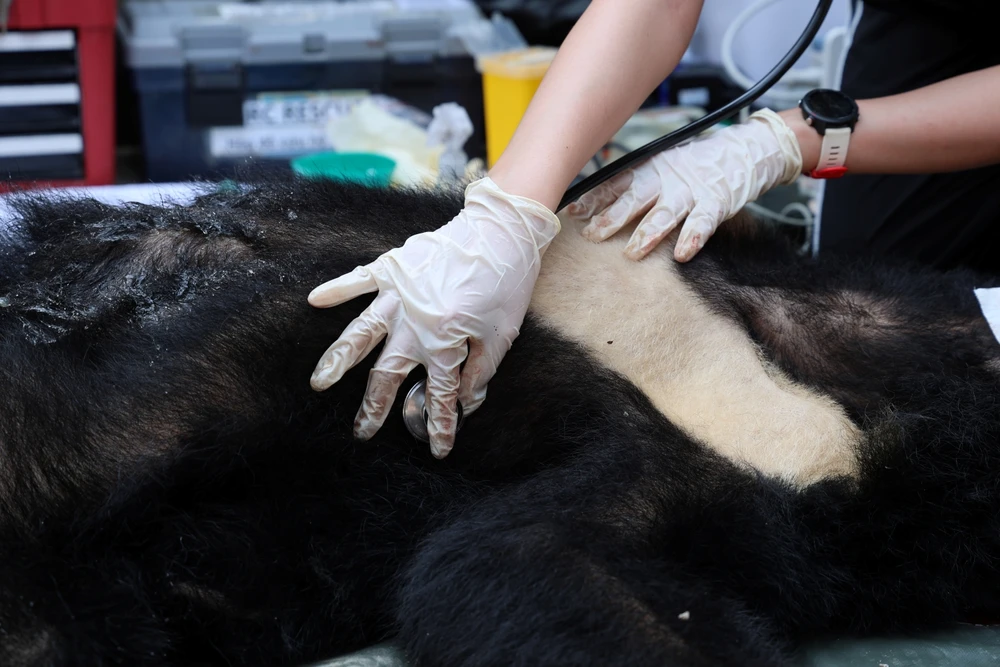 vuot-500-km-dua-gau-ngua-vang-anh-va-cuc-cu-ve-ngoi-nha-moi (1).JPG