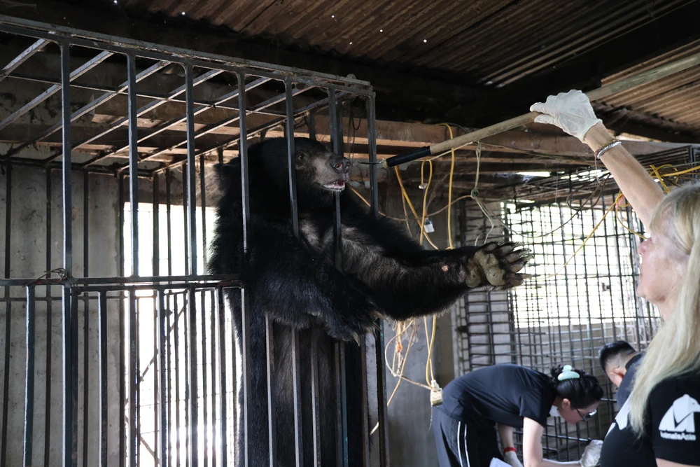 vuot-500-km-dua-gau-ngua-vang-anh-va-cuc-cu-ve-ngoi-nha-moi (10).JPG