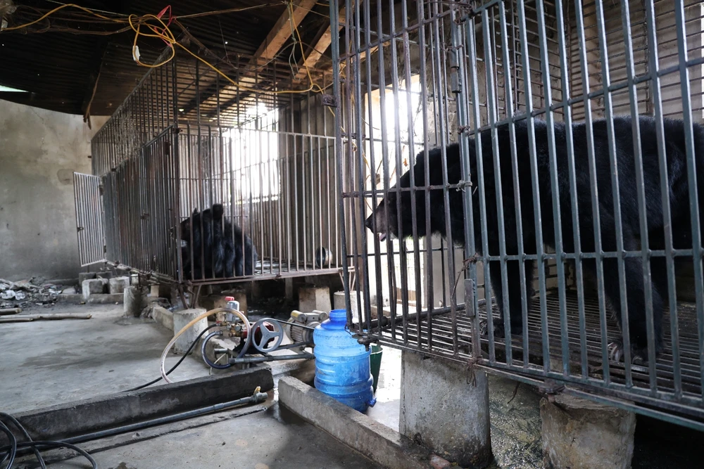 vuot-500-km-dua-gau-ngua-vang-anh-va-cuc-cu-ve-ngoi-nha-moi (12).JPG