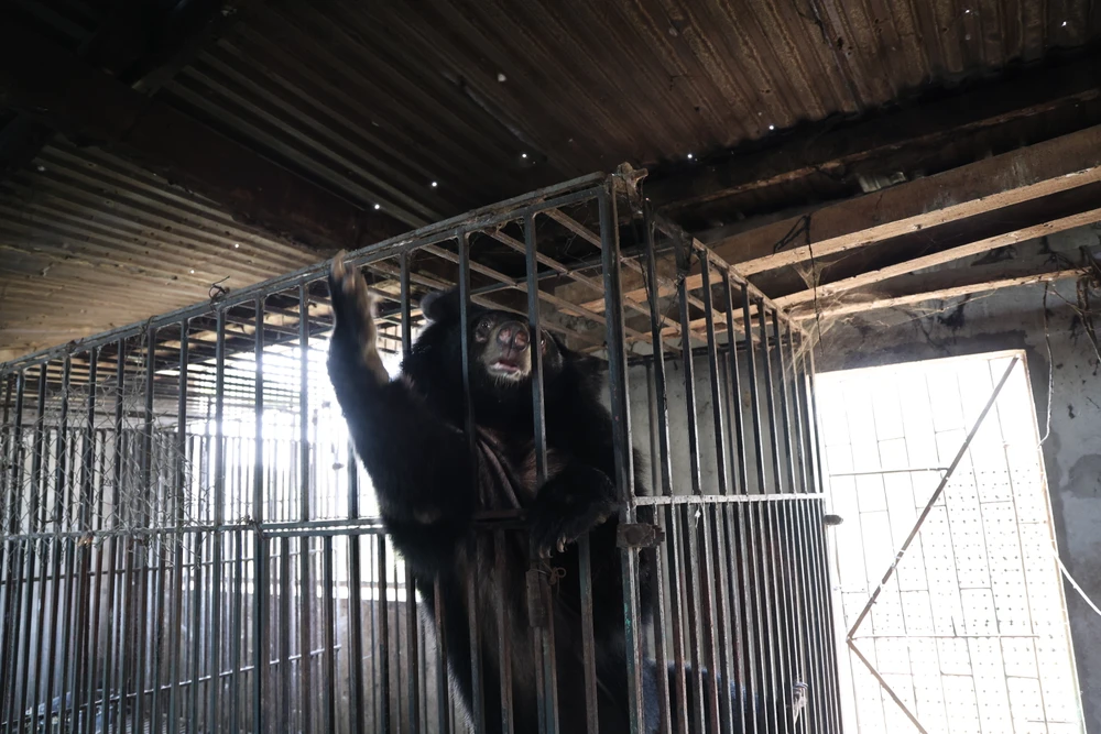 vuot-500-km-dua-gau-ngua-vang-anh-va-cuc-cu-ve-ngoi-nha-moi (5).JPG