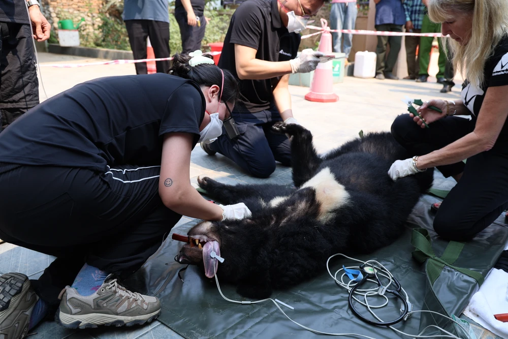 vuot-500-km-dua-gau-ngua-vang-anh-va-cuc-cu-ve-ngoi-nha-moi (9).JPG