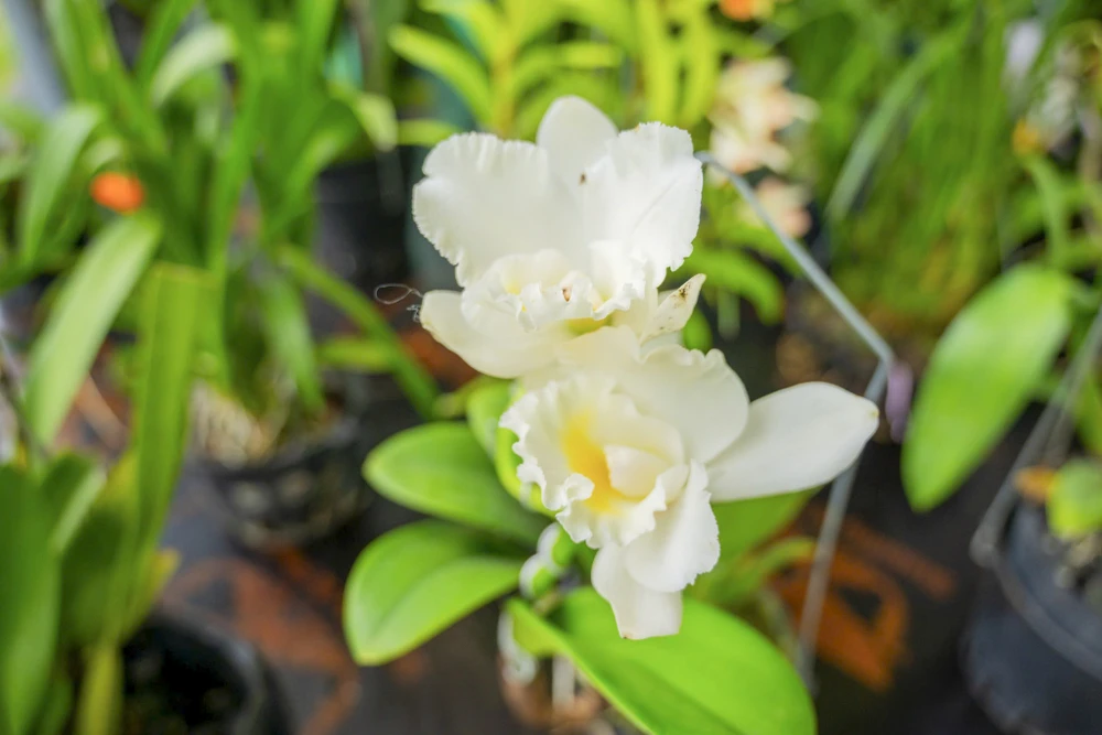 1-000-gio-hoa-lan-ba-mien-khoe-sac-tai-dai-noi-hue (12).jpg