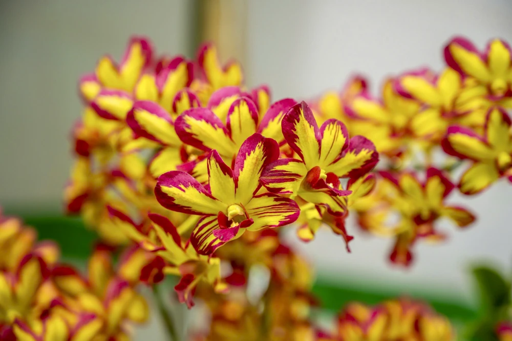 1-000-gio-hoa-lan-ba-mien-khoe-sac-tai-dai-noi-hue (13).jpg