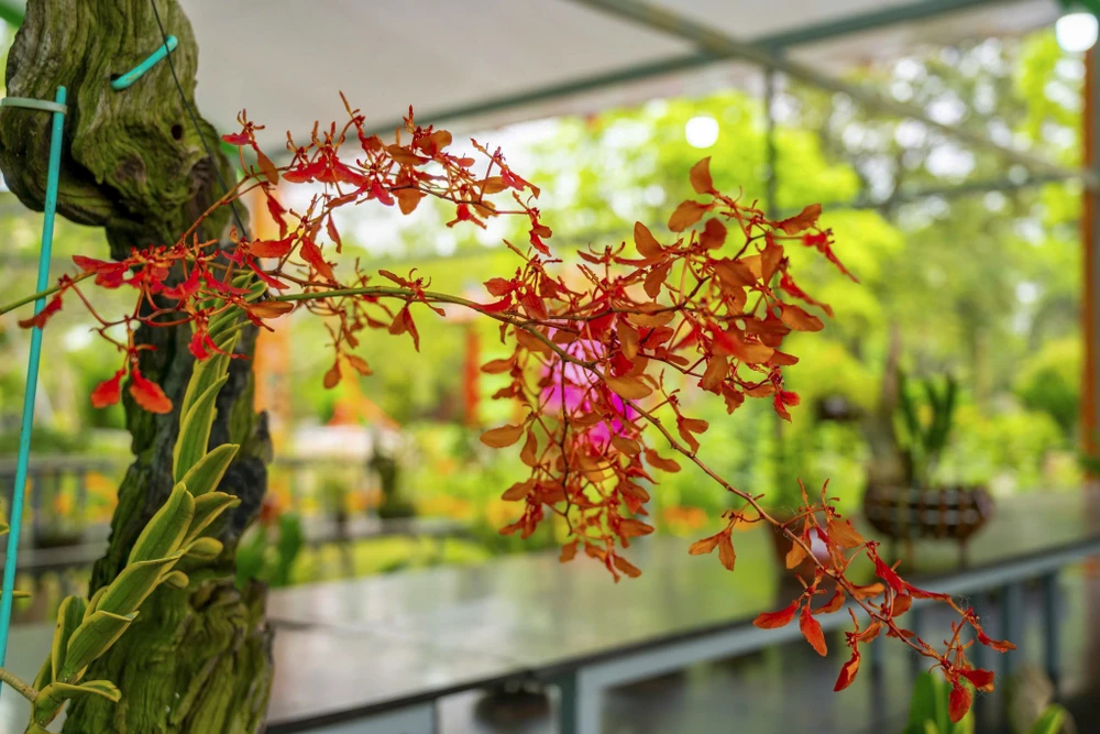 1-000-gio-hoa-lan-ba-mien-khoe-sac-tai-dai-noi-hue (17).jpg