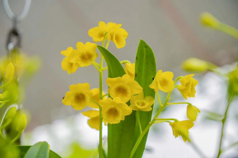 1-000-gio-hoa-lan-ba-mien-khoe-sac-tai-dai-noi-hue (20).jpg