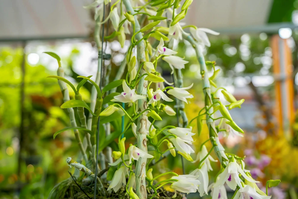 1-000-gio-hoa-lan-ba-mien-khoe-sac-tai-dai-noi-hue (21).jpg