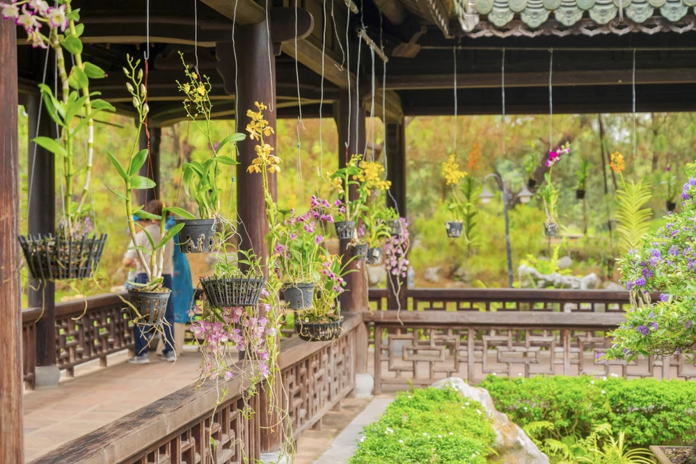 1-000-gio-hoa-lan-ba-mien-khoe-sac-tai-dai-noi-hue (6).jpg