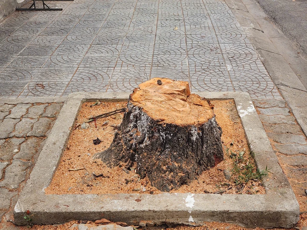 hang-chuc-cay-xanh-o-hue-bi-don-ha-bat-goc-de-chinh-trang-do-thi (9).jpg