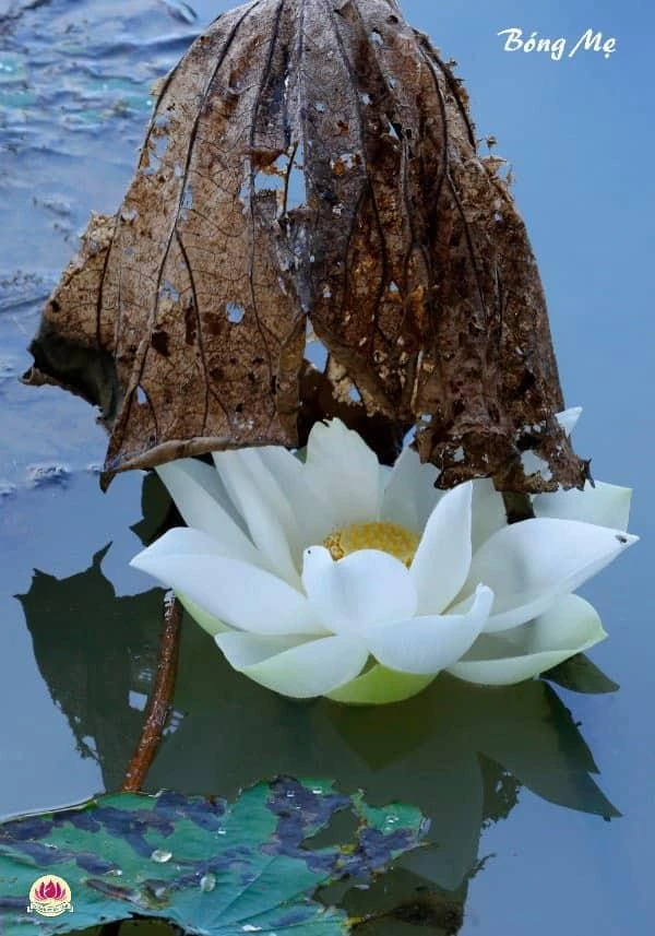 Bức ảnh hoa sen trắng mang tên "Bóng mẹ". Ảnh: NVCC.