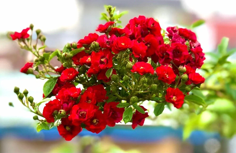 Sau thời gian dài không ngừng học hỏi và nghiên cứu, ông Long từ một người chưa có kiến thức, kinh nghiệm đã trở thành một “bậc thầy” trong giới trồng hoa.