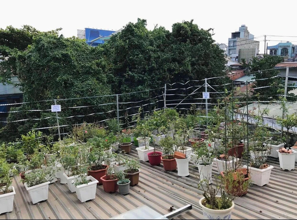 Hình ảnh khu vườn cách đây 3 năm được ông Long lưu giữ lại