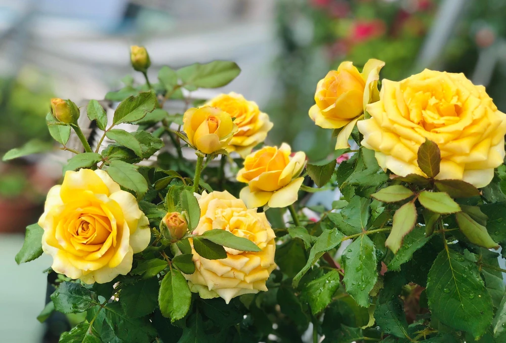 Hồng Pine Dream cho hoa vàng rực rỡ tại vườn của ông Long