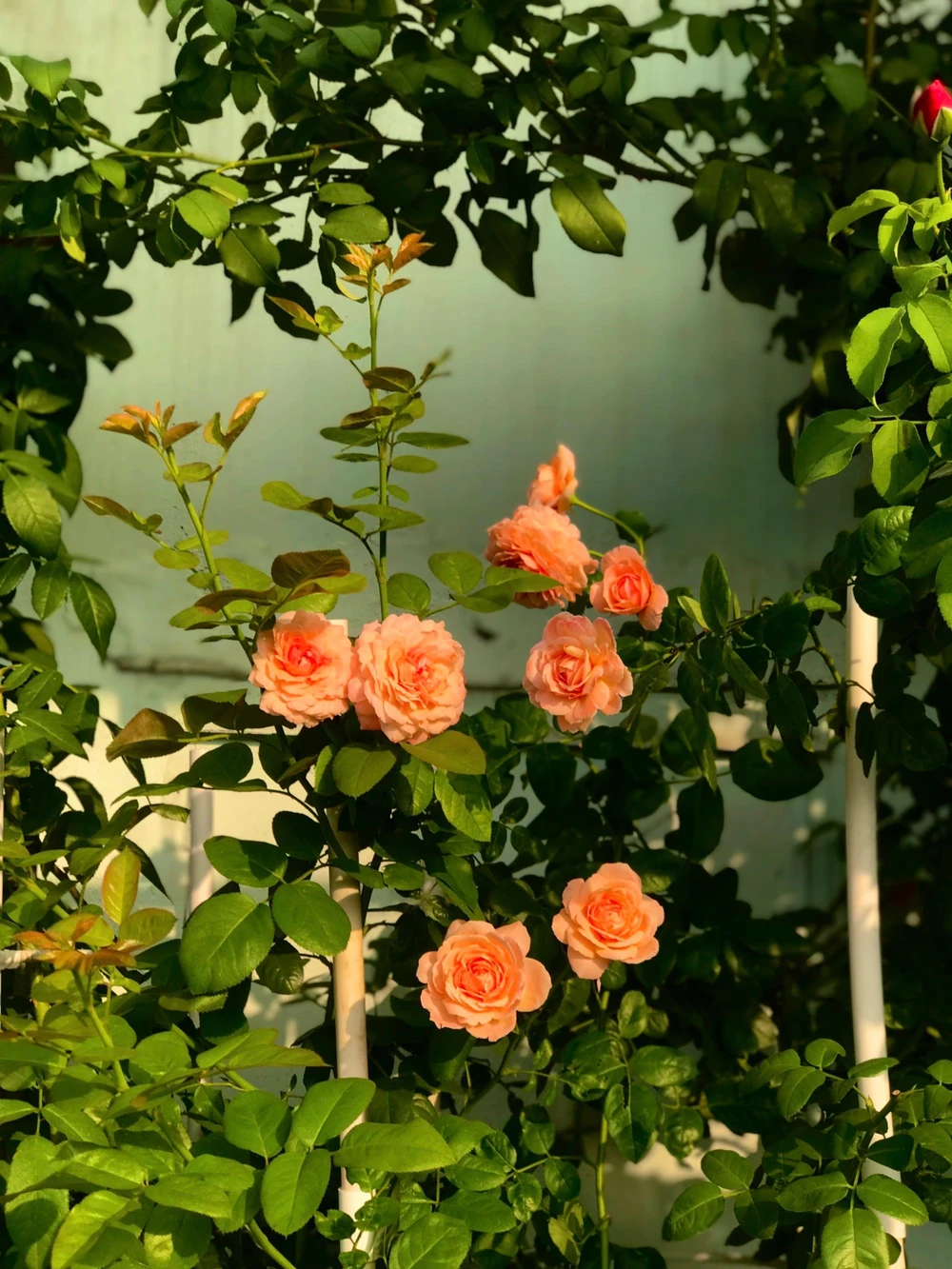 Bí quyết để hồng luôn ra hoa to và cây luôn sinh trưởng tốt, ông thường tỉa bớt mầm hoa. Một cành ra nhiều mầm, ông chỉ giữ lại 1-2 mầm to nhất để hoa được chất lượng và cây vẫn đủ dưỡng chất.