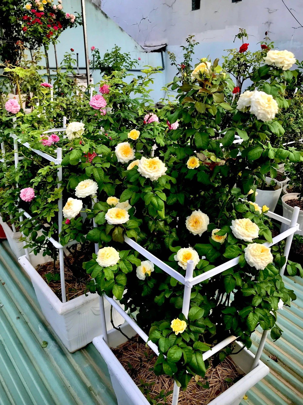 Khi biết đến vườn hồng trên mái tôn, nhiều người tỏ vẻ thích thú, tìm đến học hỏi kinh nghiệm trồng cây.