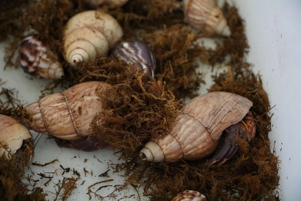 Khi muốn cua thay vỏ anh sẽ đặt vỏ ốc vào bên cạnh, các con cua sẽ tự thăm dò từng vỏ, lựa chọn loại phù hợp với mình rồi chui xác qua mà không cần đến sự tác động của người nuôi. Anh Phú cho hay, có lần thấy vỏ của cua đang nuôi khá lâu và cũ kỹ nên anh chuẩn bị sẵn một vỏ ốc mới, đẹp hơn đặt vào hồ cho cua lột xác xong thì thay. Tuy nhiên, chúng không chịu, phải tìm lại đúng cái vỏ ốc cũ trước đó thì mới chịu chui vào.